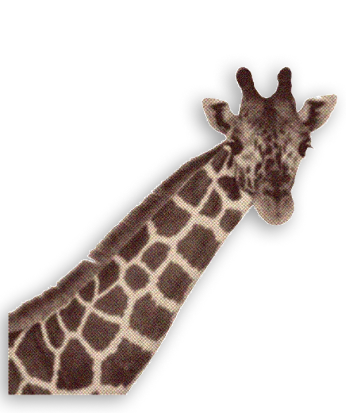 Picture of a giraffe