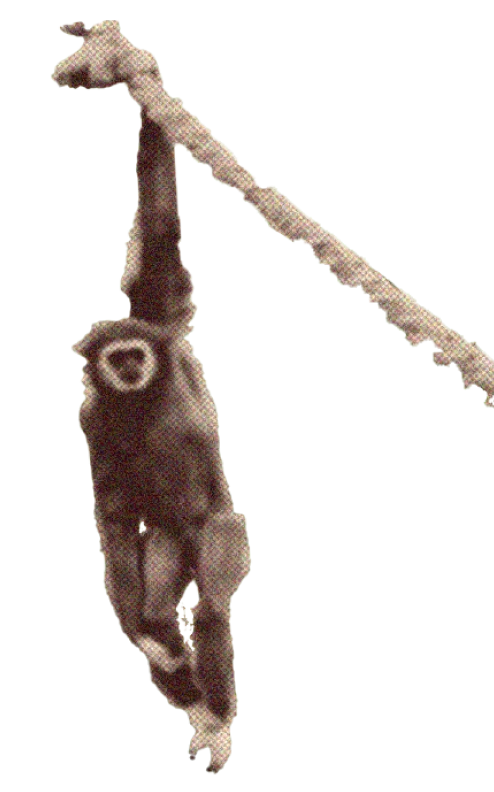 Picture of a monkey holding on a branch